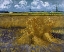 Picture of WHEAT FIELD WITH SHEAVES