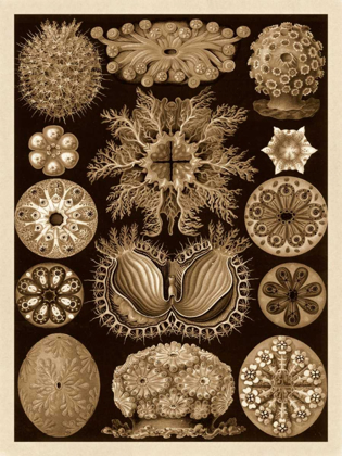 Picture of HAECKEL NATURE ILLUSTRATIONS: ASCIDIAE - SEPIA TINT