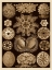 Picture of HAECKEL NATURE ILLUSTRATIONS: ASCIDIAE - SEPIA TINT