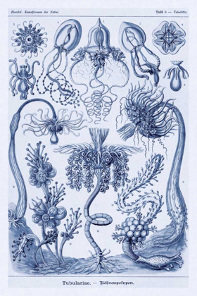 Picture of HAECKEL NATURE ILLUSTRATIONS: CEPHLOPODS - DARK BLUE TINT