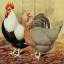 Picture of CHICKENS: SILVER-GREY DORKINGS