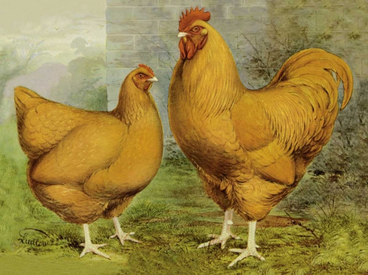 Picture of CHICKENS: BUFF ORPINGTONS