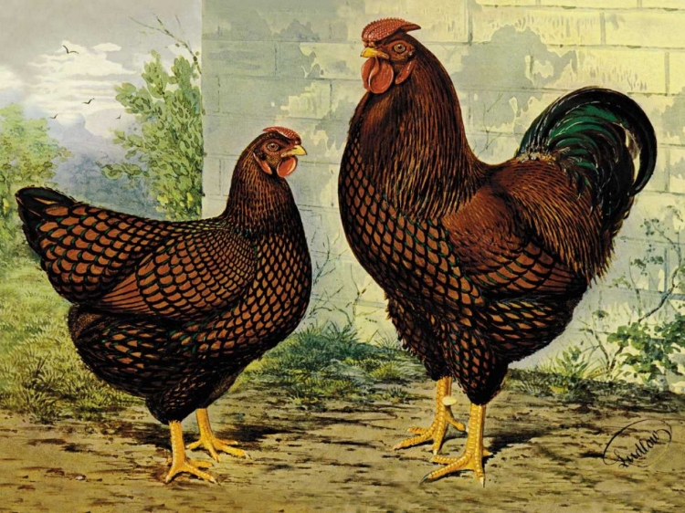 Picture of CHICKENS: GOLDEN WYANDOTTES