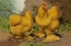 Picture of CHICKENS: BUFF COCHINS