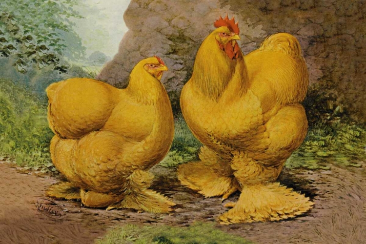 Picture of CHICKENS: BUFF COCHINS