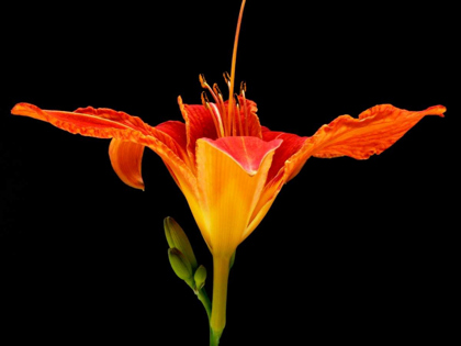 Picture of DAY LILY I