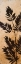 Picture of LEAVES SILHOUETTE II