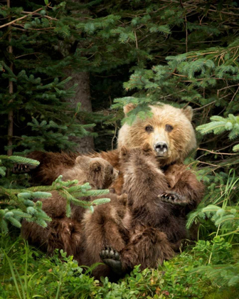 Picture of BEARS AT PLAY IV