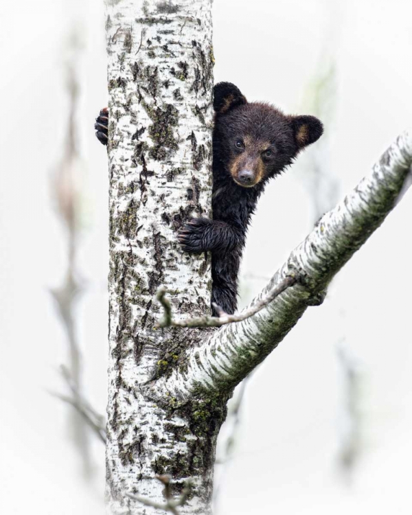 Picture of BEARS AT PLAY V