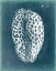 Picture of AZURE SHELL II