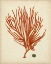 Picture of ANTIQUE RED CORAL IV