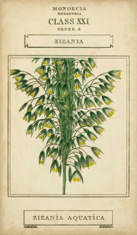 Picture of LINNAEAN BOTANY I