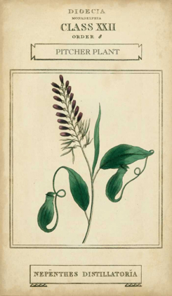 Picture of LINNAEAN BOTANY II