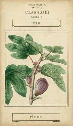 Picture of LINNAEAN BOTANY VI