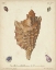Picture of ANTIQUE KNORR SHELLS VI