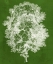 Picture of MODERN ARBOR IV