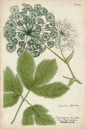 Picture of QUEEN ANNES LACE