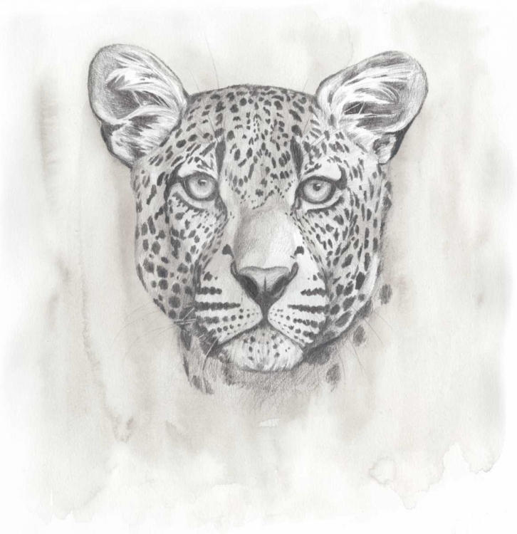 Picture of BIG CAT STUDY IV
