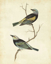 Picture of BLUE-HEADED TANAGER