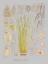 Picture of SEA ELEMENTS I