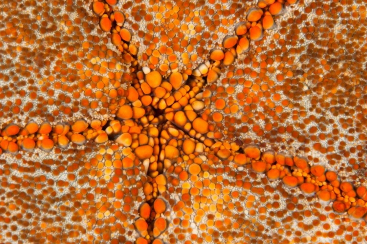 Picture of ORANGE STAR - N. SULAWESI, INDONESIA