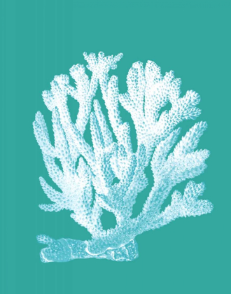 Picture of CORAL 1 WHITE ON TURQUOISE