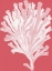 Picture of CORALS WHITE ON CORAL D