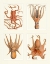 Picture of OCTOPUS ON 4 PANELS