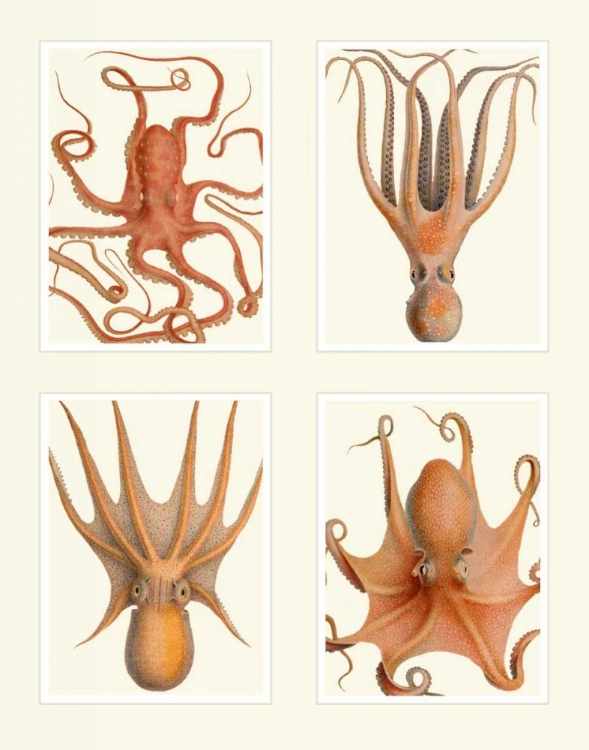 Picture of OCTOPUS ON 4 PANELS