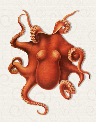 Picture of OCTOPUS 4 ORANGE