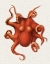 Picture of OCTOPUS 4 ORANGE