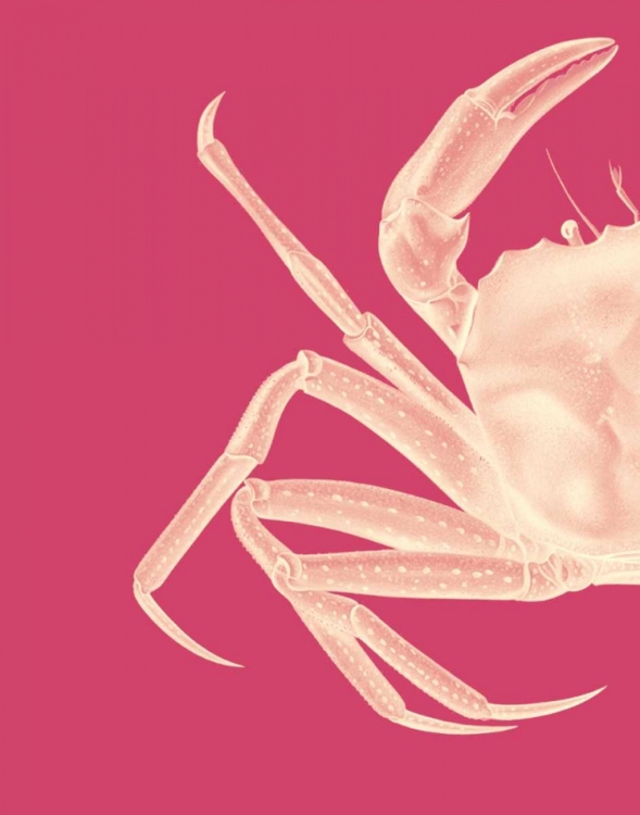 Picture of CONTRASTING CRAB IN PINK A