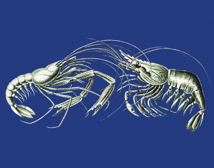 Picture of SHRIMPS ON BLUE