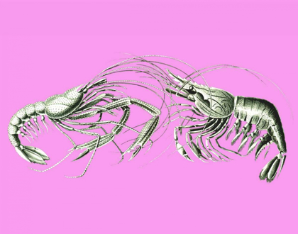Picture of SHRIMPS ON PINK
