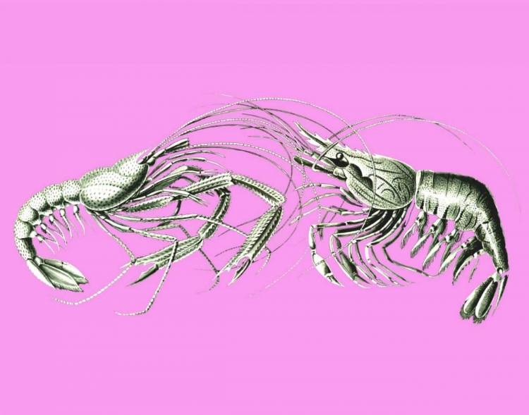 Picture of SHRIMPS ON PINK