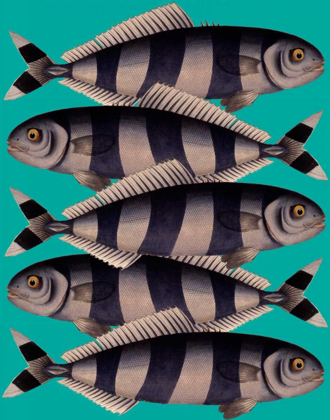 Picture of BLUE STRIPED FISH