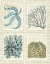 Picture of BLUE CORALS ON VINTAGE SCRIPT IN 4 PANELS