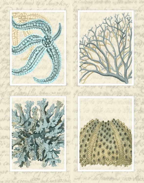 Picture of BLUE CORALS ON VINTAGE SCRIPT IN 4 PANELS