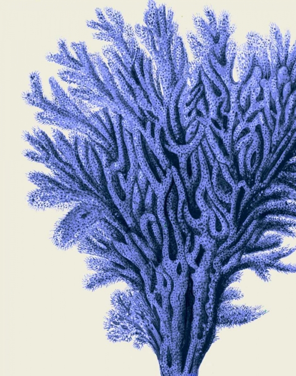Picture of BLUE CORALS 2 A