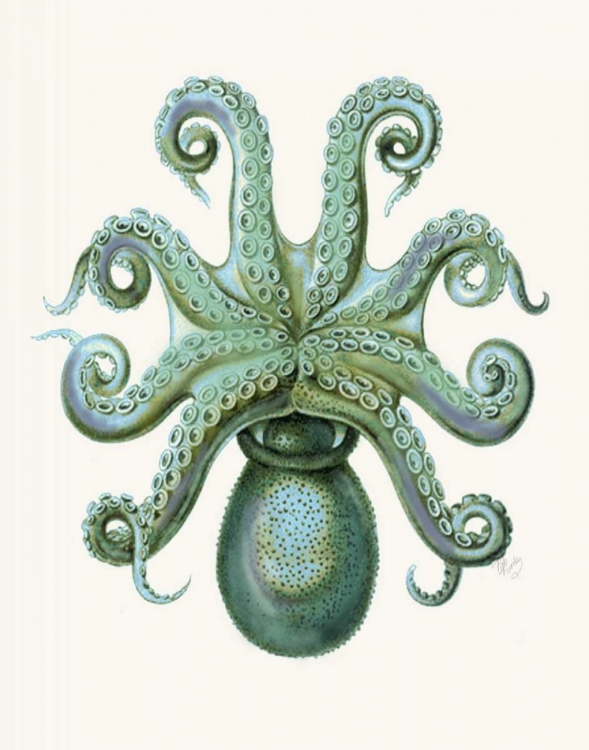 Picture of TURQUOISE OCTOPUS AND SQUID C