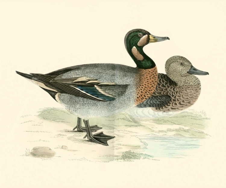 Picture of MORRIS DUCKS III