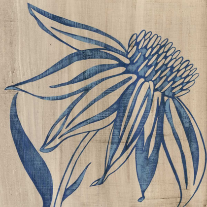 Picture of INDIGO CONEFLOWER