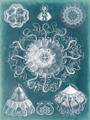 Picture of SEALIFE BLUEPRINT II