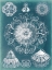Picture of SEALIFE BLUEPRINT II