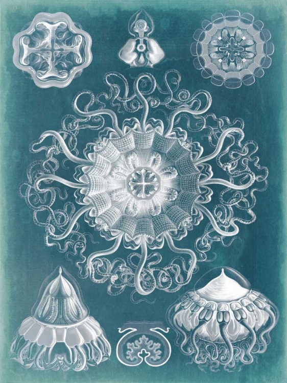 Picture of SEALIFE BLUEPRINT II