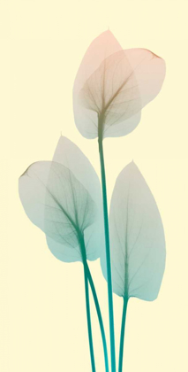 Picture of BLISSFUL BLOOM 1