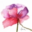 Picture of PARAGON IN PINK