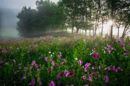 Picture of FLOWER FIELD