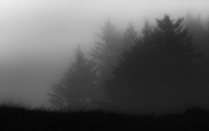 Picture of TREES IN FOG