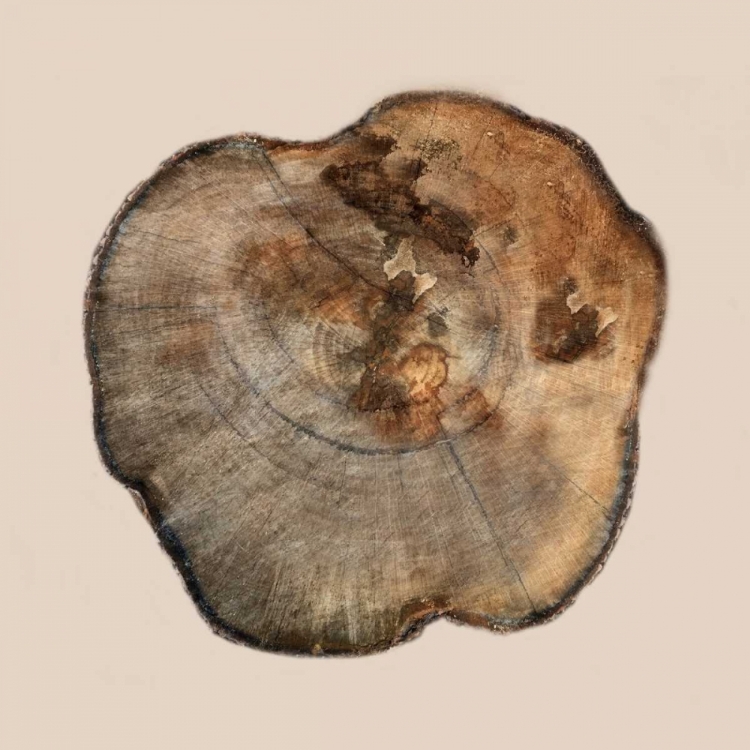 Picture of TREE RING STUMP 2